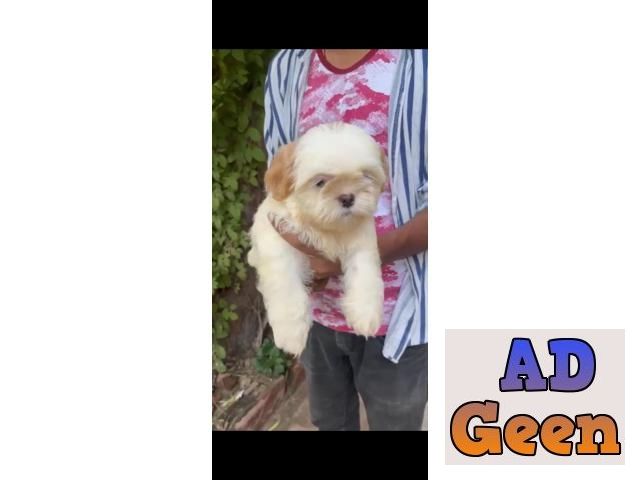 used Shih Tzu male female puppies for sale whats app no 9315874576 for sale 